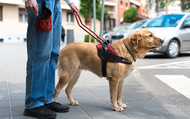 Assistance dog in affordable housing